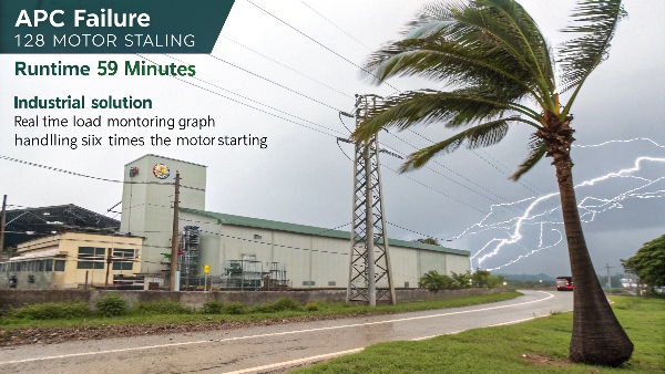 Philippine coconut plant